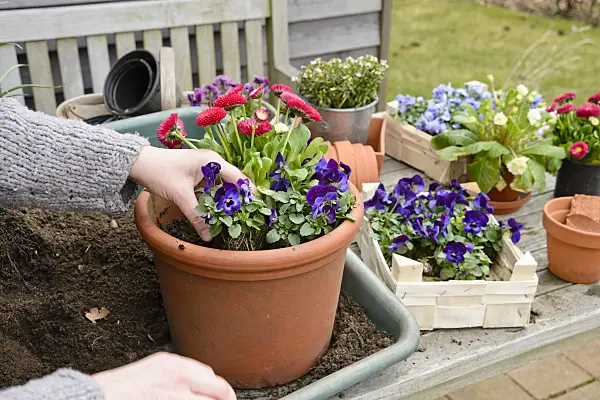 525475 - Horned pansies (Viola cornuta) and common daisy (Bellis perennis) in a clay pot