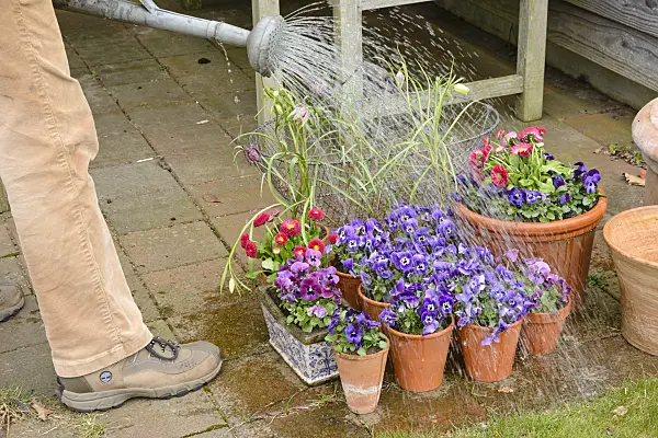 525477 - Horned pansies (Viola cornuta) and common daisy (Bellis perennis) in a clay pots