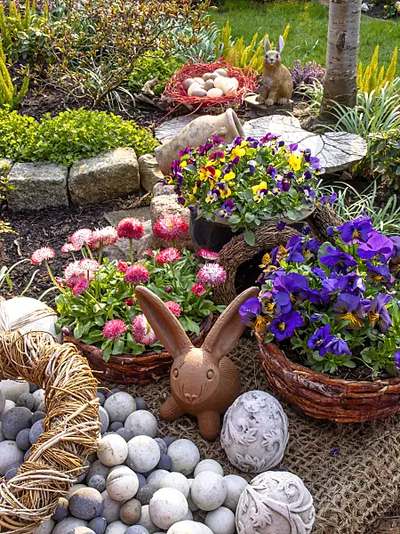 447090 - Horned pansies (Viola cornuta) and common daisy (Bellis perennis) with Easter bunny