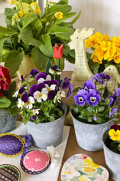 483068 - Horned pansies (Viola cornuta) and comon primroses (Primula vulgaris syn. Primula acaulis)
