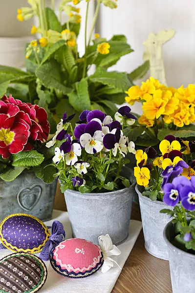 483069 - Horned pansies (Viola cornuta) and comon primroses (Primula vulgaris syn. Primula acaulis)