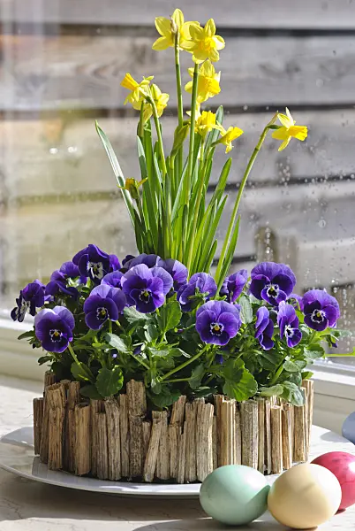 488156 - Horned pansies (Viola cornuta) and daffodils (Narcissus)