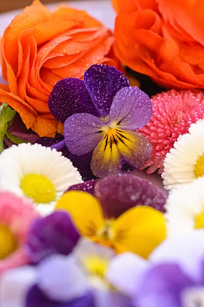 484230 - Horned pansies (Viola cornuta), common daisy (Bellis perennis) and turban buttercup (Ranunculus asiaticus 'Gambit Mix'), cut flowers on a plate