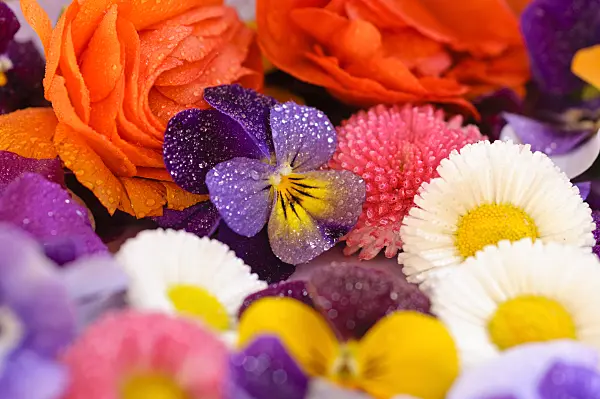 484231 - Horned pansies (Viola cornuta), common daisy (Bellis perennis) and turban buttercup (Ranunculus asiaticus 'Gambit Mix'), cut flowers on a plate