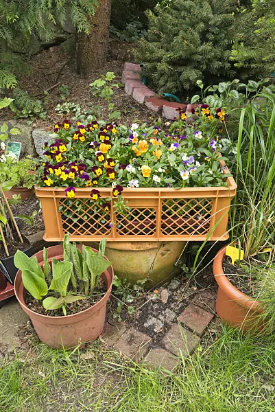 544144 - Horned pansies (Viola cornuta) in a box