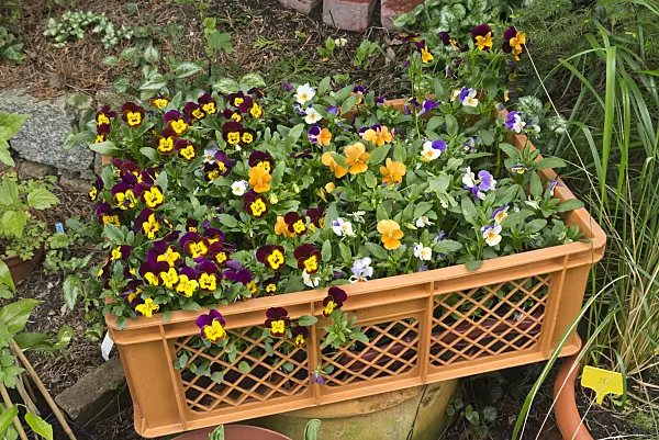 544145 - Horned pansies (Viola cornuta) in a box