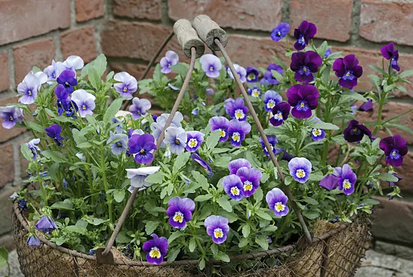 472171 - Horned pansies (Viola cornuta) in a wire basket