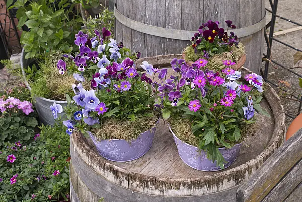 570038 - Horned pansies (Viola cornuta) in flower pots on a barrel