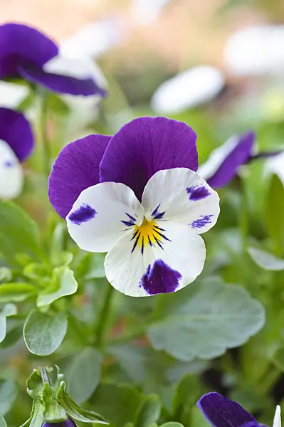 471126 - Horned pansy (Viola cornuta)