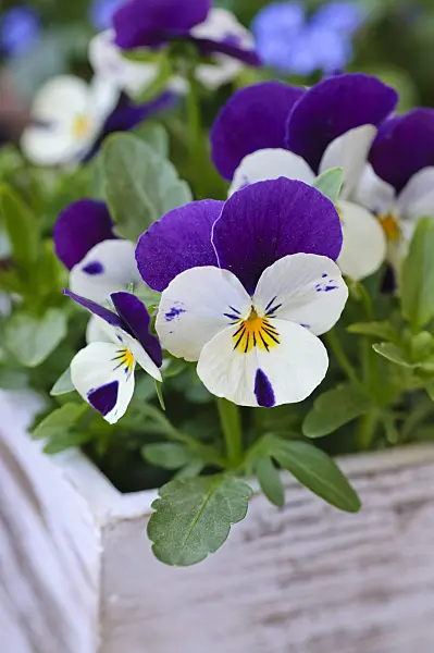 471145 - Horned pansy (Viola cornuta)