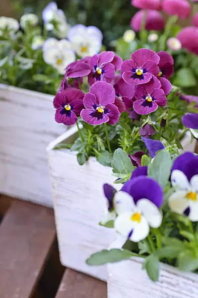 471146 - Horned pansy (Viola cornuta)