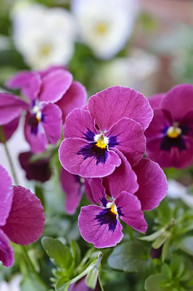 471147 - Horned pansy (Viola cornuta)