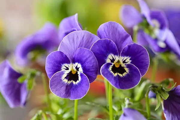 483087 - Horned pansy (Viola cornuta)