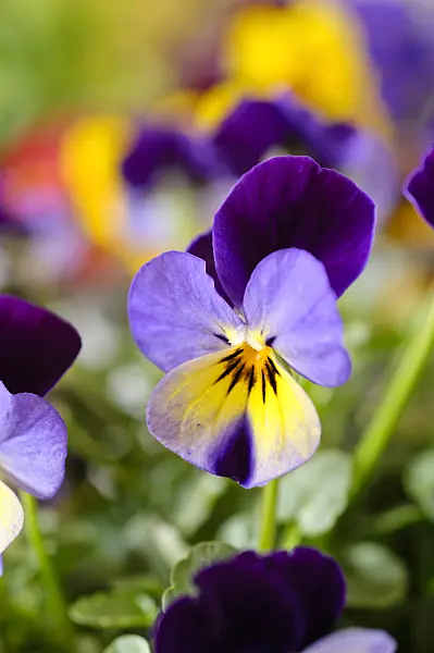 483089 - Horned pansy (Viola cornuta)
