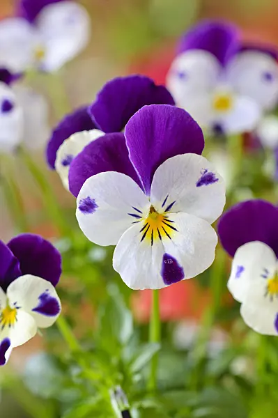 483128 - Horned pansy (Viola cornuta)