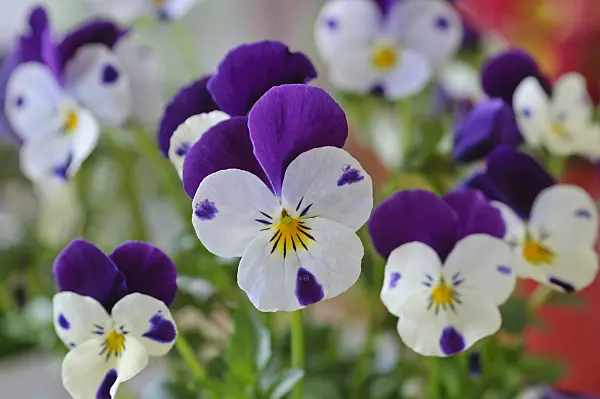 483129 - Horned pansy (Viola cornuta)