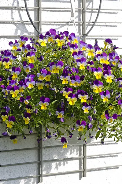 484348 - Horned pansy (Viola cornuta)