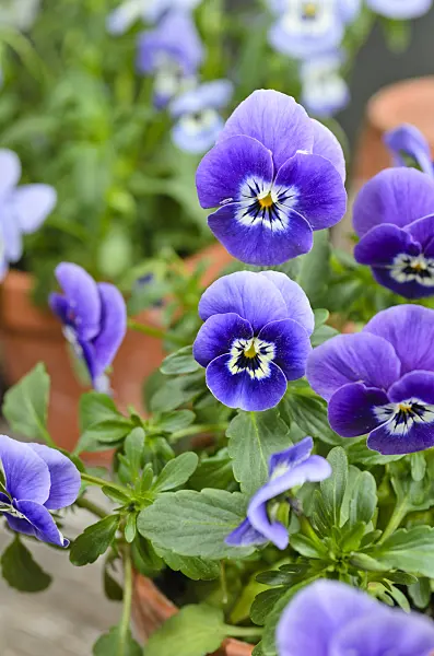 495119 - Horned pansy (Viola cornuta)