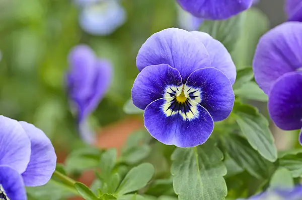 495120 - Horned pansy (Viola cornuta)