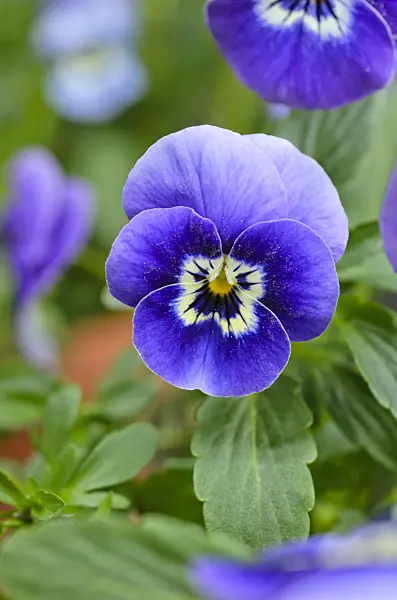 495121 - Horned pansy (Viola cornuta)