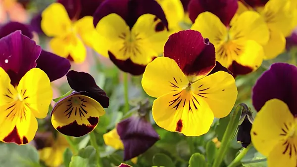 507016 - Horned pansy (Viola cornuta)