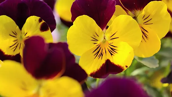 507017 - Horned pansy (Viola cornuta)