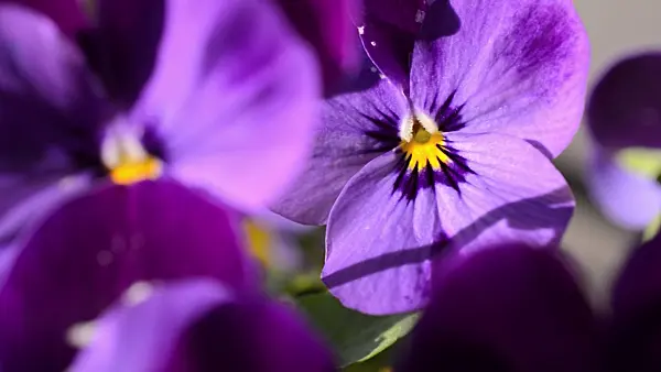 507018 - Horned pansy (Viola cornuta)