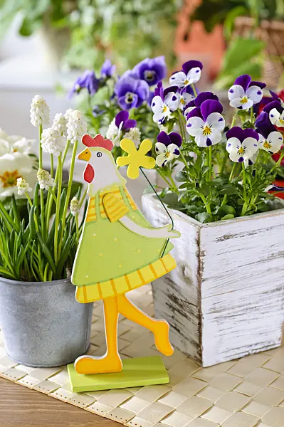 483132 - Horned pansy (Viola cornuta) and Armenian grape hyacinth (Muscari armeniacum 'White Magic') with Easter decoration