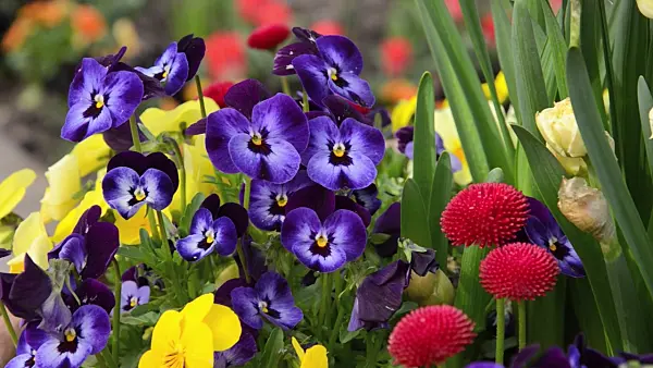 495097 - Horned pansy (Viola cornuta) and common daisy (Bellis perennis)