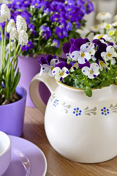 483148 - Horned pansy (Viola cornuta), Armenian grape hyacinth (Muscari armeniacum 'White Magic') and purple rock cress (Aubrieta deltoidea)