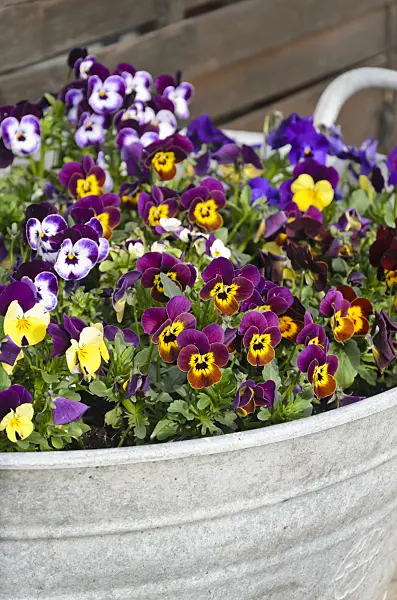 543029 - Horned pansy (Viola cornuta) in a tin trough