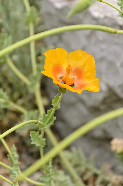 508237 - Horned poppy (Glaucium acutidentatum)