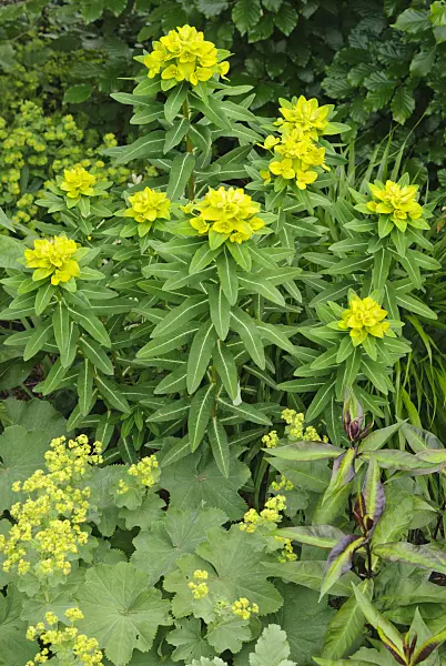 481023 - Horned spurge (Euphorbia cornigera 'Hoher Turm')