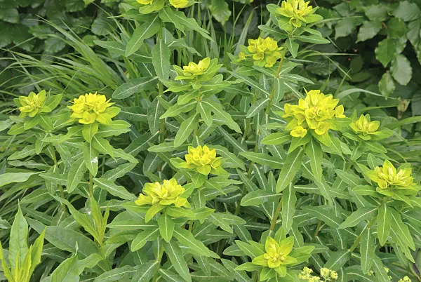 509165 - Horned spurge (Euphorbia cornigera 'Hoher Turm')