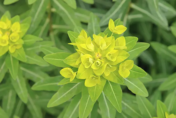 509166 - Horned spurge (Euphorbia cornigera 'Hoher Turm')