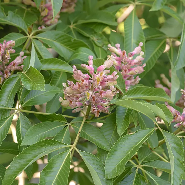 575013 - Horse chestnut (Aesculus x mutabilis 'Induta')
