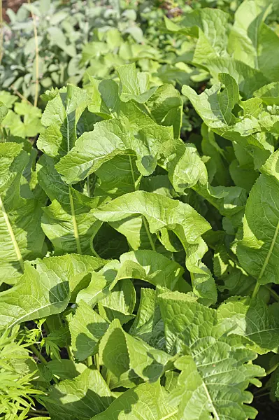 487234 - Horseradish (Armoracia rusticana)