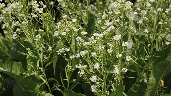 496154 - Horseradish (Armoracia rusticana)