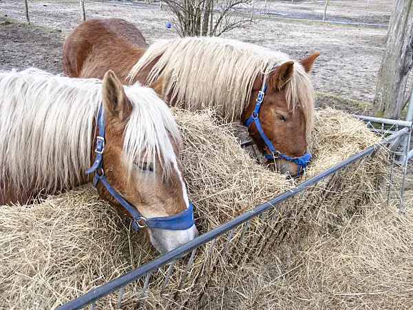 517061 - Horses eating hay