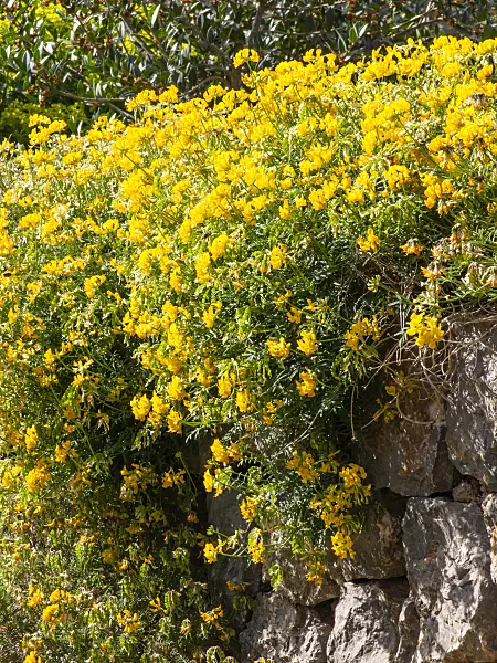 424090 - Horseshoe vetch (Hippocrepis balearica)