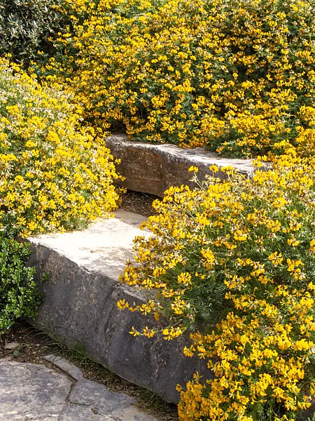 424091 - Horseshoe vetch (Hippocrepis balearica)