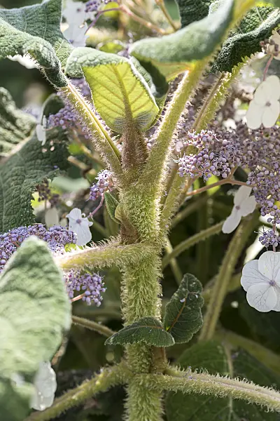 616238 - Hortensia de Sargent (Hydrangea aspera subsp. sargentiana)