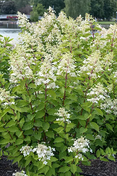 675081 - Hortensia paniculé (Hydrangea paniculata 'Big Ben')
