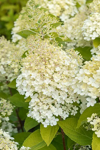 675105 - Hortensia paniculé (Hydrangea paniculata 'Graffity')