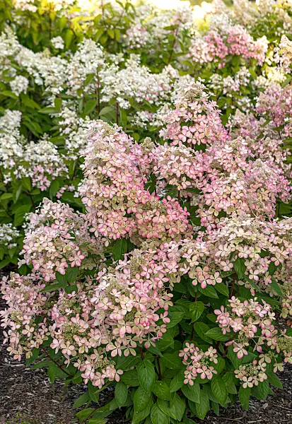 675083 - Hortensia paniculé (Hydrangea paniculata 'Lena')