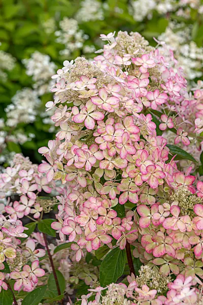 675084 - Hortensia paniculé (Hydrangea paniculata 'Lena')