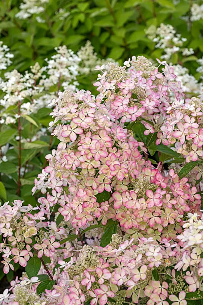 675085 - Hortensia paniculé (Hydrangea paniculata 'Lena')