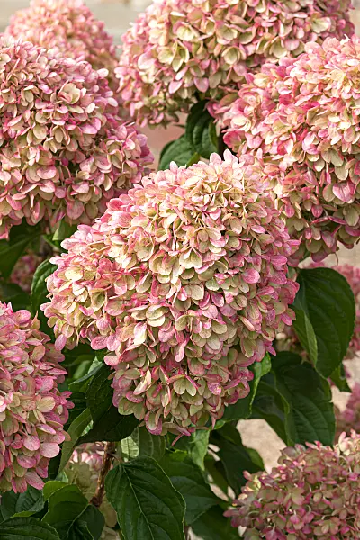675106 - Hortensia paniculé (Hydrangea paniculata 'Little Lime')