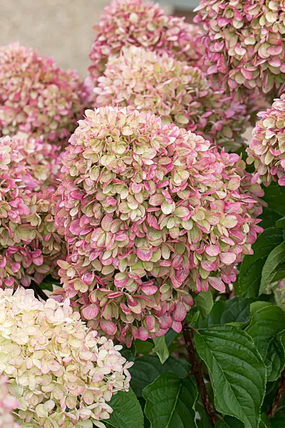 675109 - Hortensia paniculé (Hydrangea paniculata 'Little Lime')