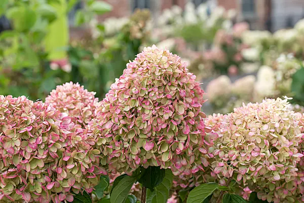 675110 - Hortensia paniculé (Hydrangea paniculata 'Little Lime')